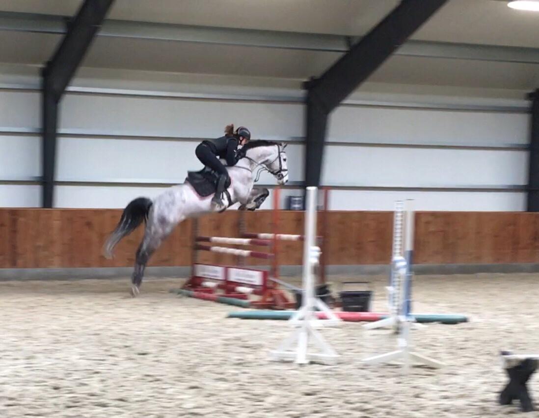 Dansk Varmblod Cornelius billede 4