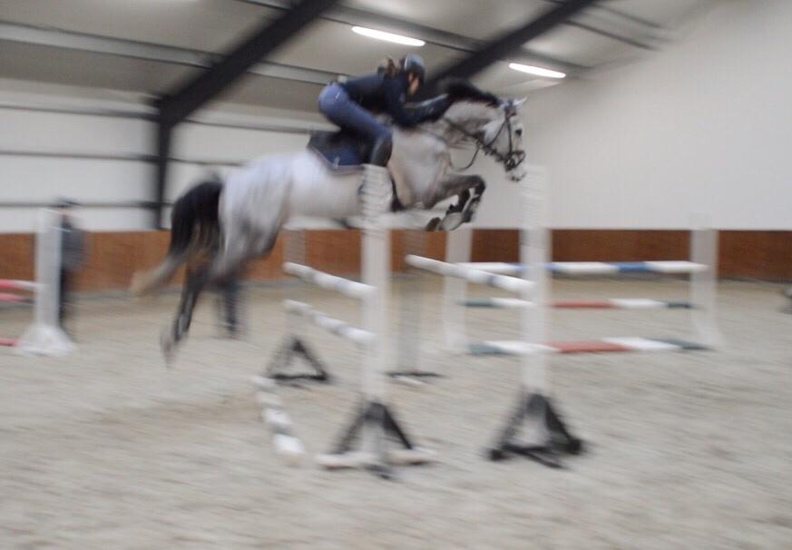 Dansk Varmblod Cornelius billede 14