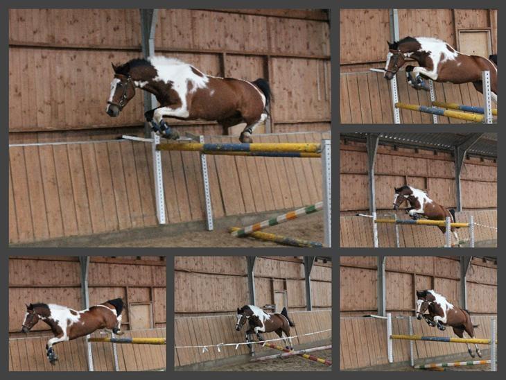 Anden særlig race Winnetou - Winnie - Billedet lånt - Winnie over 1.45!  billede 1