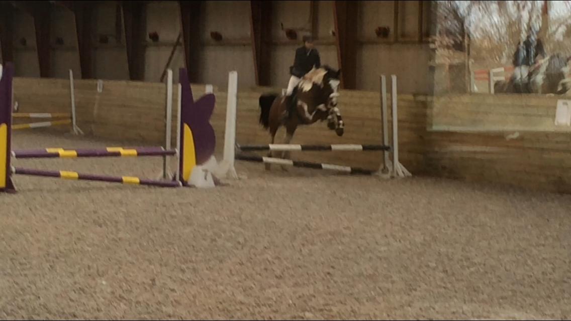 Anden særlig race Winnetou - Winnie - LSR - 0 FEJL. billede 4