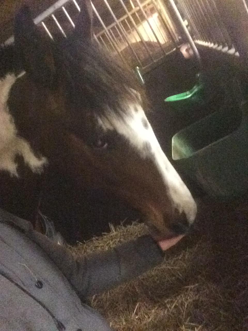 Anden særlig race Winnetou - Winnie - Hygge i boksen, aftenen da jeg fik ham hjem. billede 5