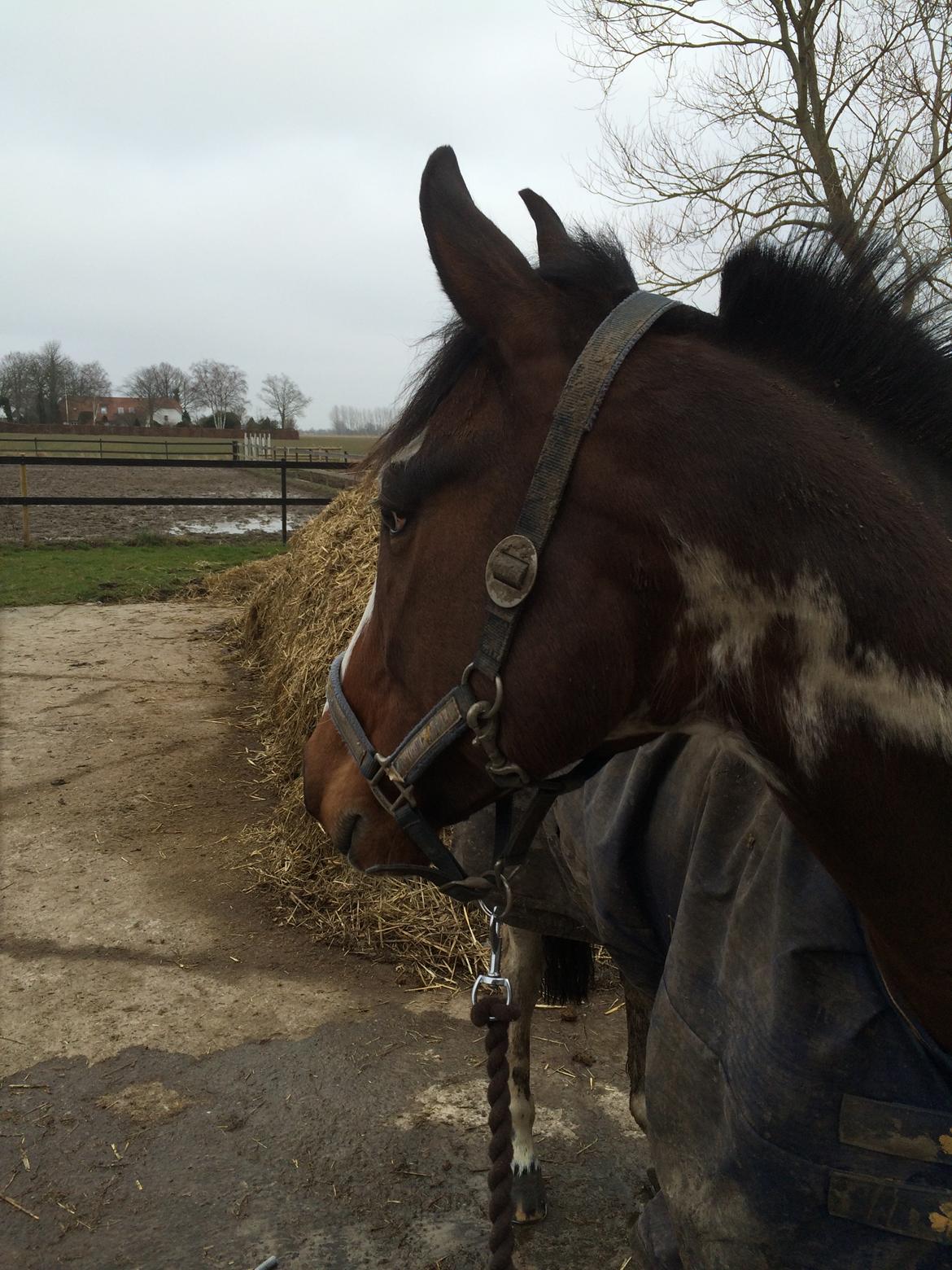 Anden særlig race Winnetou - Winnie - Første gang ude på striglepladsen udenfor. billede 6