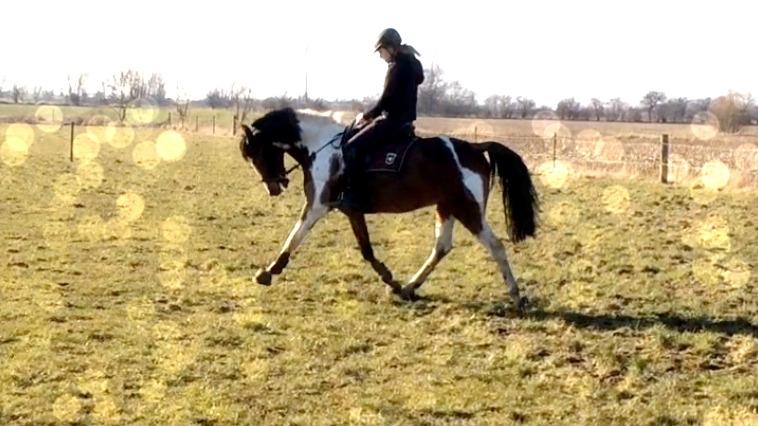 Anden særlig race Winnetou - Winnie - Dressur træningen, 3 dage efter jeg havde fået ham hjem  billede 8