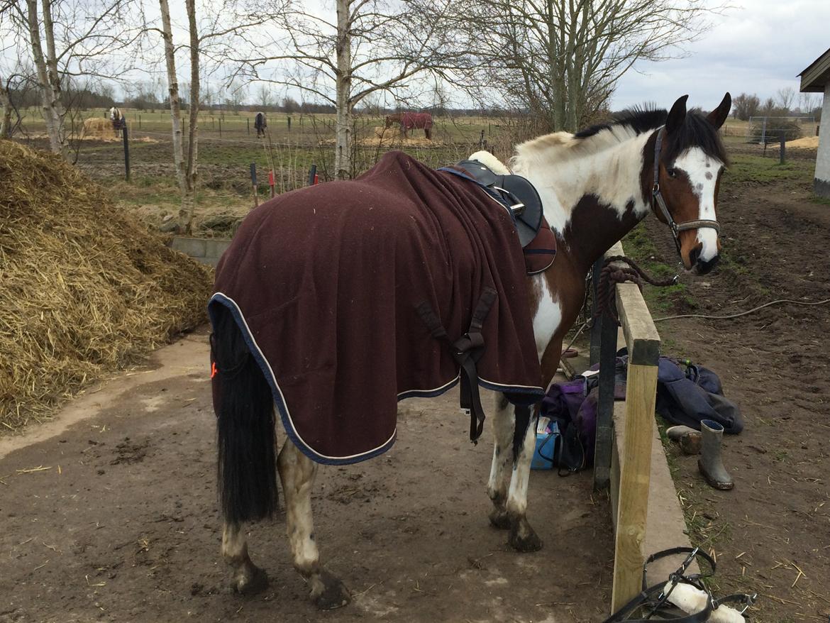 Anden særlig race Winnetou - Winnie billede 10