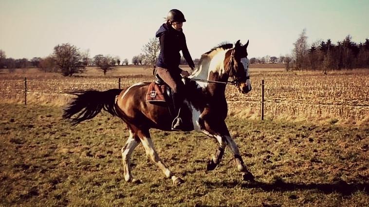 Anden særlig race Winnetou - Winnie billede 11