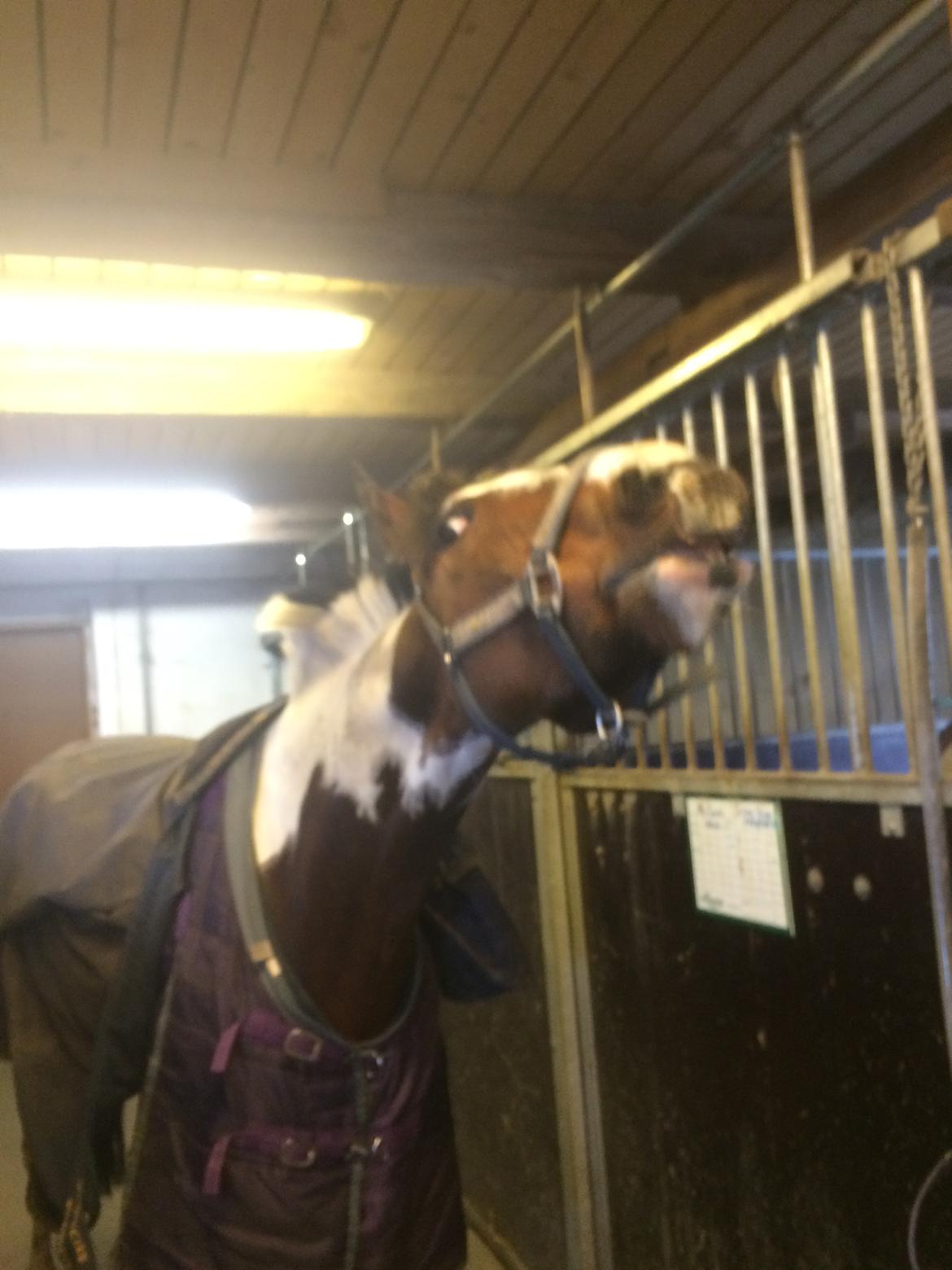 Anden særlig race Winnetou - Winnie - Smukke dreng, der lige er ved at smile ;')  billede 12