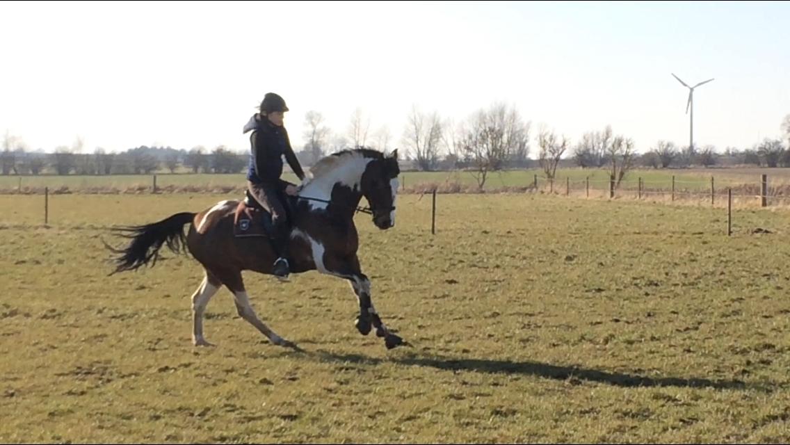 Anden særlig race Winnetou - Winnie - My best. billede 13