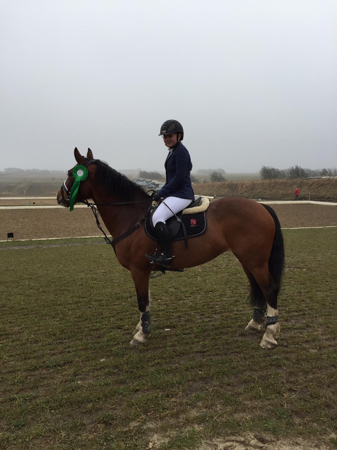 Irsk Sportspony Knockcullen Lass billede 2