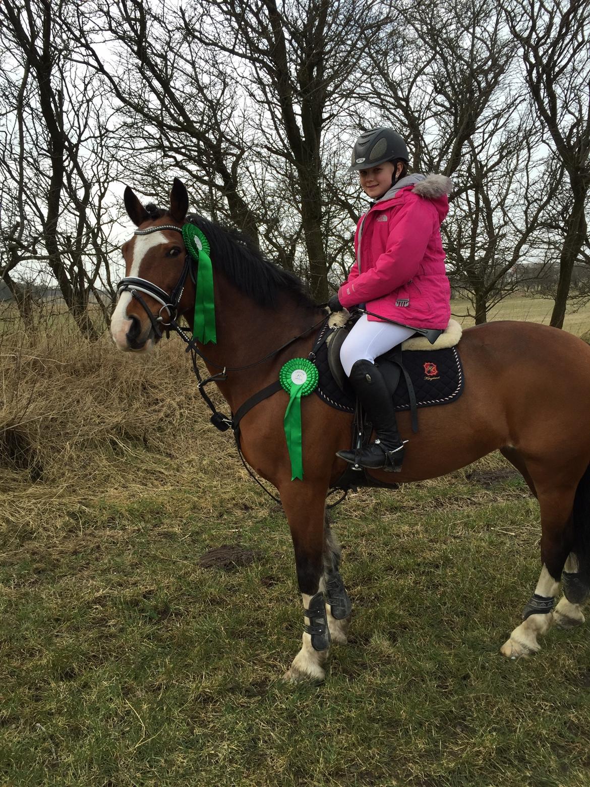 Irsk Sportspony Knockcullen Lass billede 3