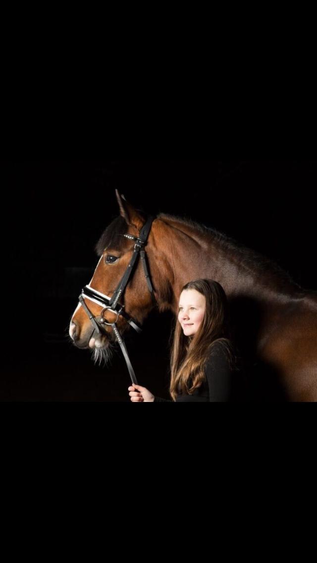 Irsk Sportspony Knockcullen Lass billede 5