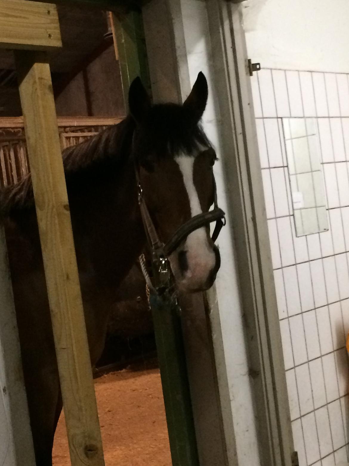 Irsk Sportspony Knockcullen Lass billede 7