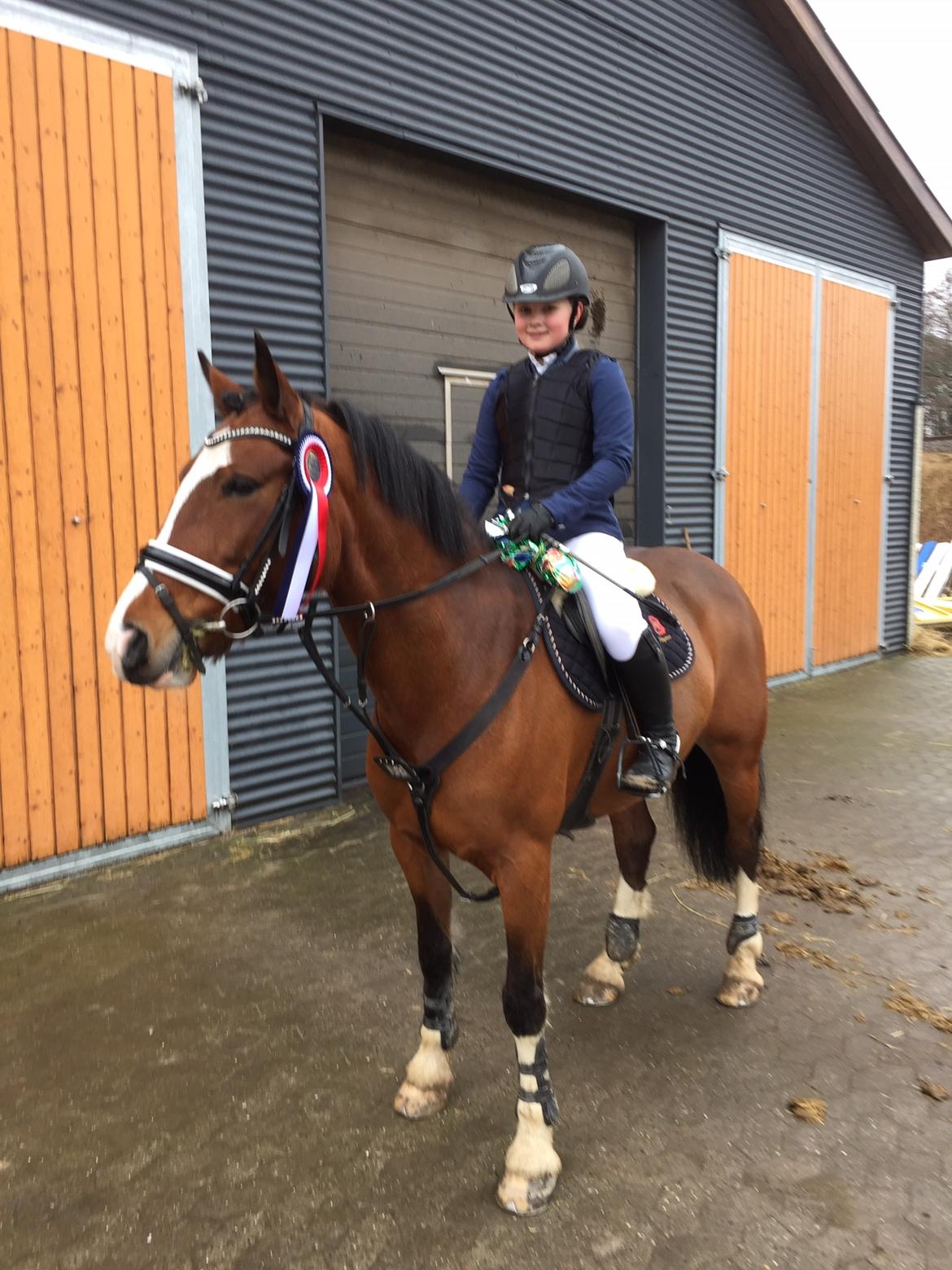 Irsk Sportspony Knockcullen Lass billede 6