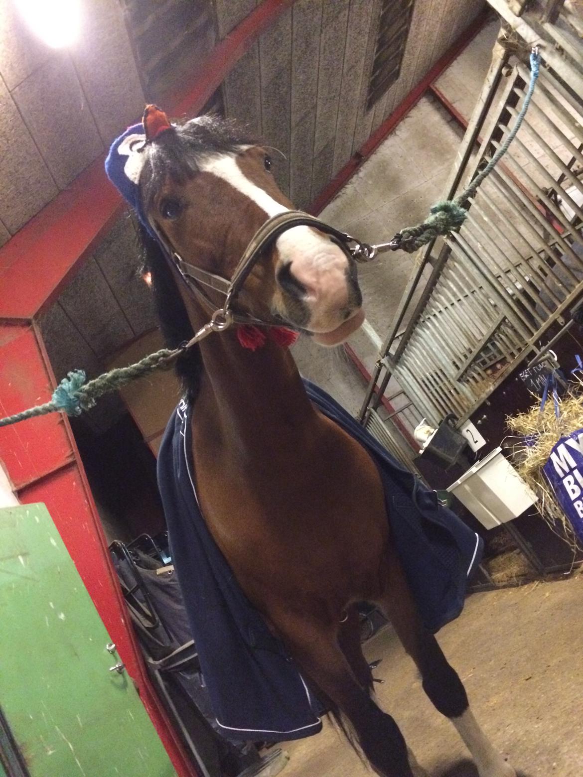 Irsk Sportspony Knockcullen Lass - lissen er i pingvinhumør  billede 10