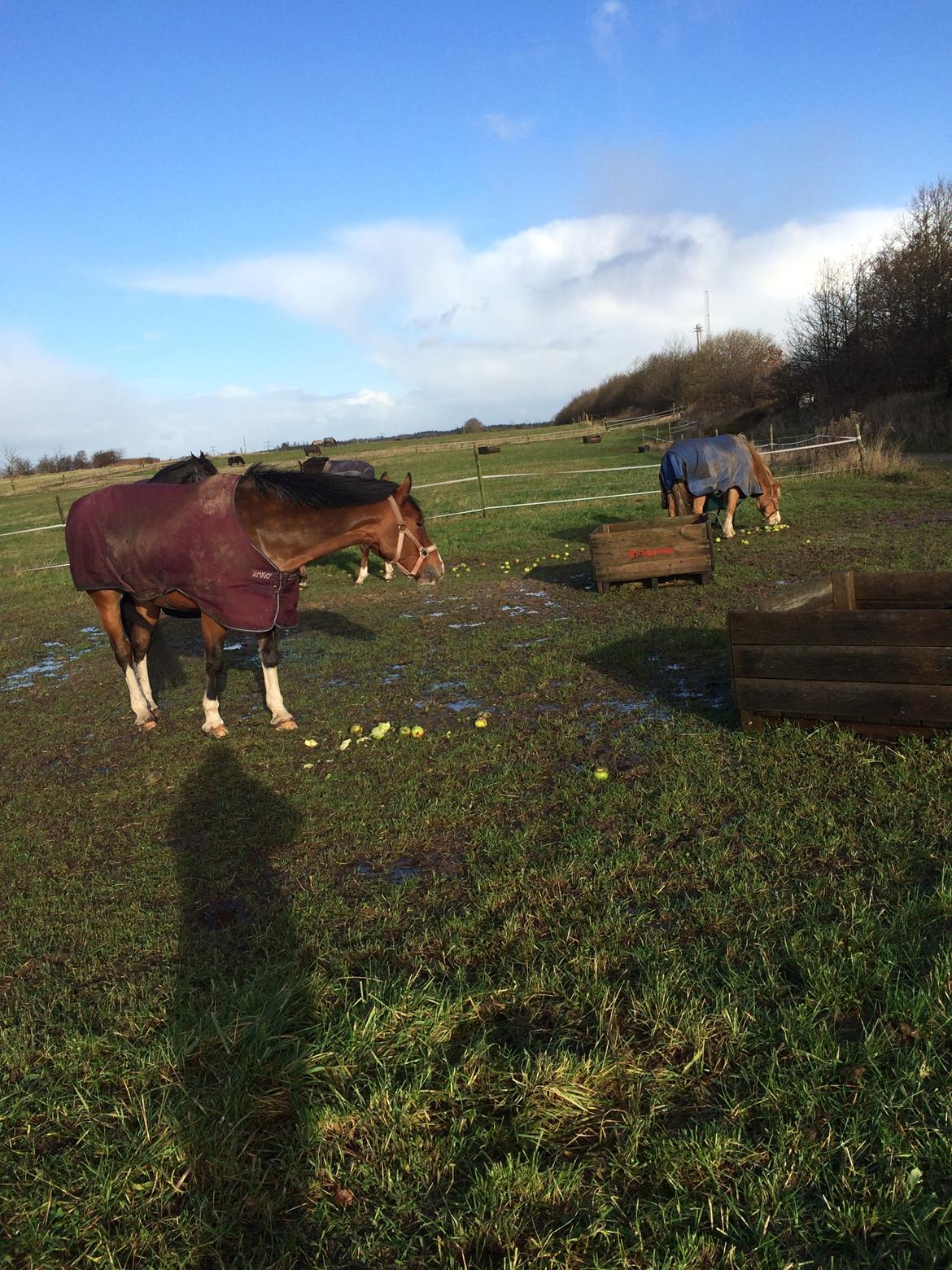 Irsk Sportspony Knockcullen Lass - lass og gode gamle maximus billede 9
