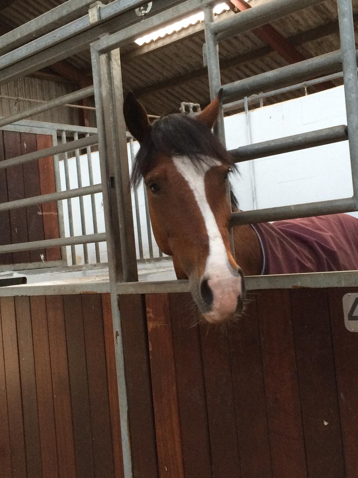 Irsk Sportspony Knockcullen Lass - anden gang jeg så hende  billede 11