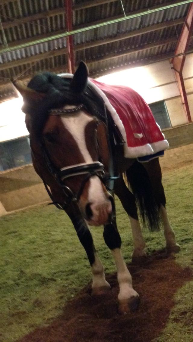 Irsk Sportspony Knockcullen Lass - lissen er i julehumør  billede 13