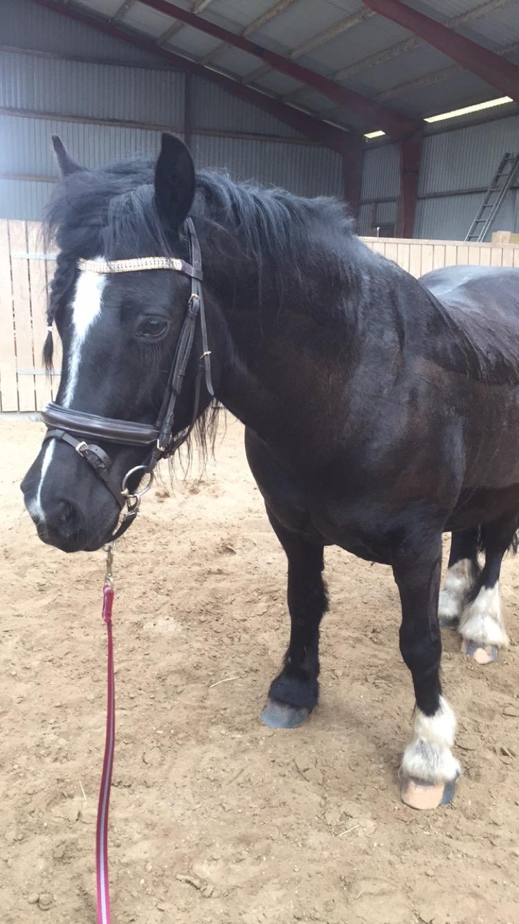 Anden særlig race Pippi [ tidligere hest ].  billede 2