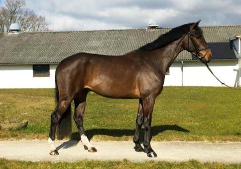Dansk Varmblod Don Caramo billede 1