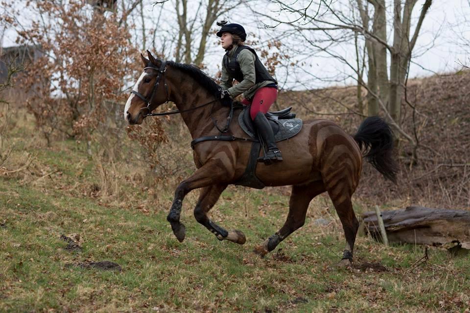 Dansk Varmblod Gade Drengen billede 1