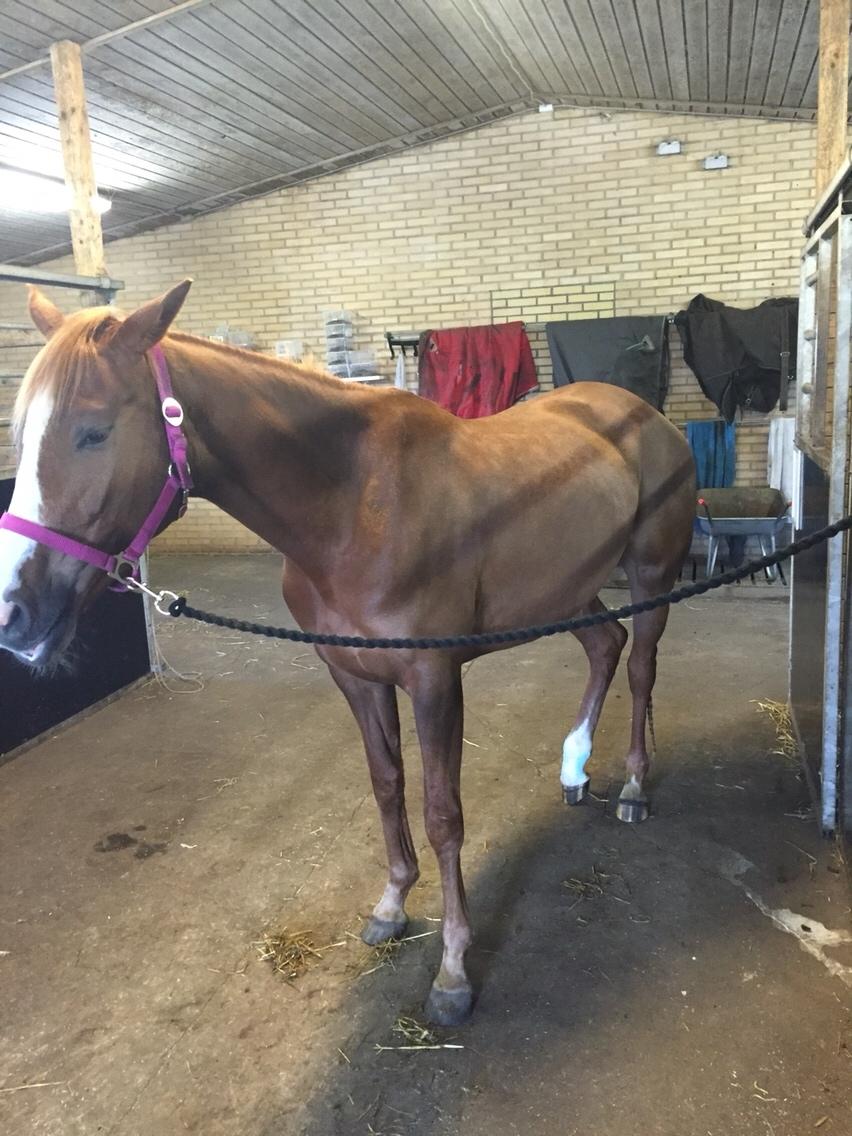 Welsh Partbred (Sec F) Stardust billede 14