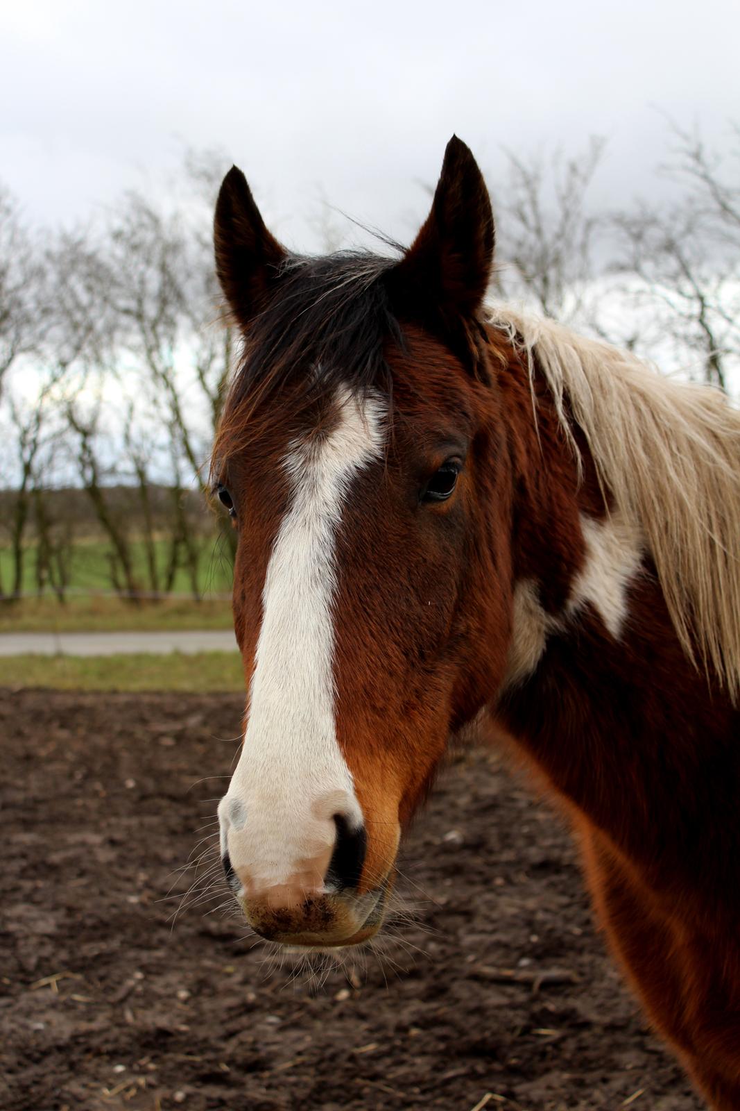 Anden særlig race Bugatti billede 14