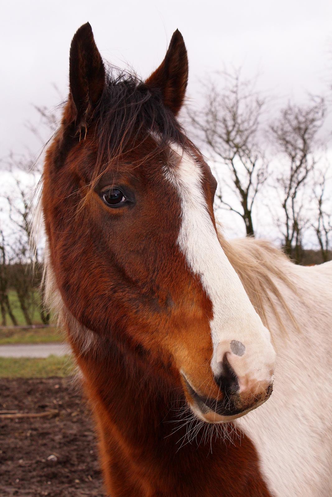 Anden særlig race Bugatti billede 16