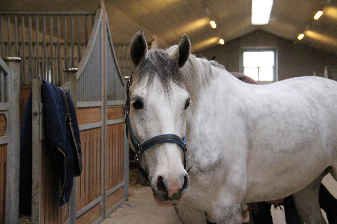 Svensk Sportspony  Uriah Heep A pony billede 5