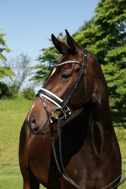 Dansk Varmblod Hexarin grønvang billede 1