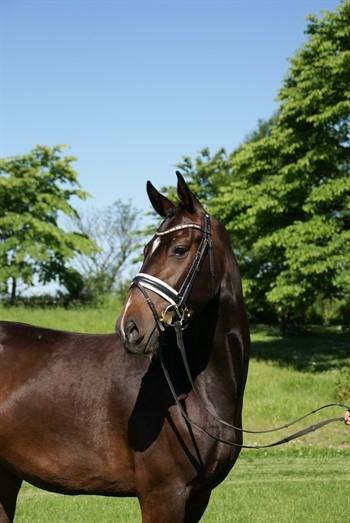Dansk Varmblod Hexarin grønvang billede 3