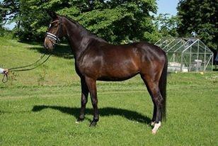 Dansk Varmblod Hexarin grønvang billede 8