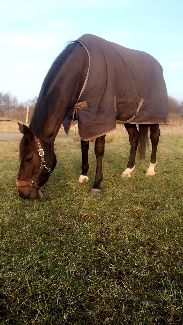 Dansk Varmblod Hexarin grønvang billede 5