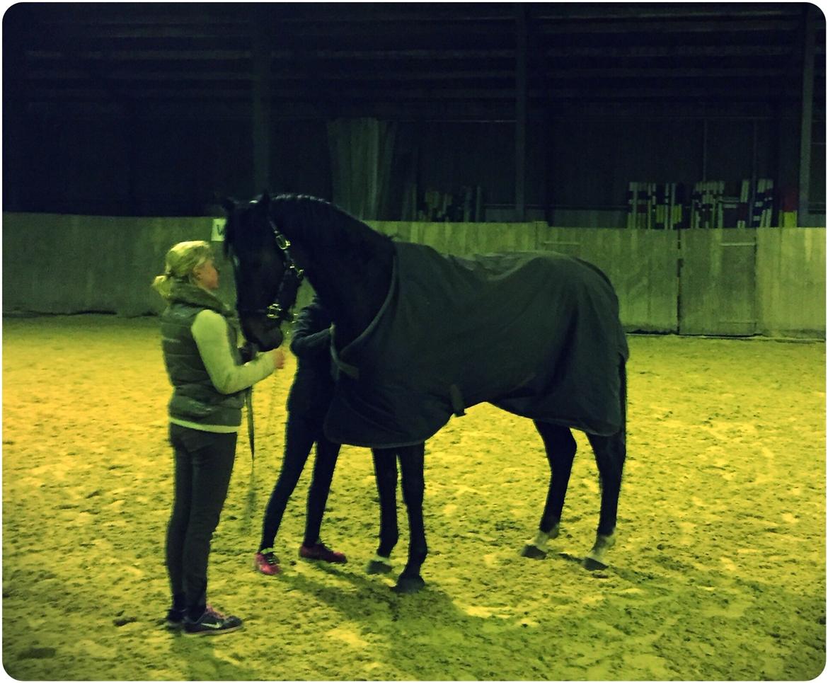 Dansk Varmblod Hexarin grønvang billede 4