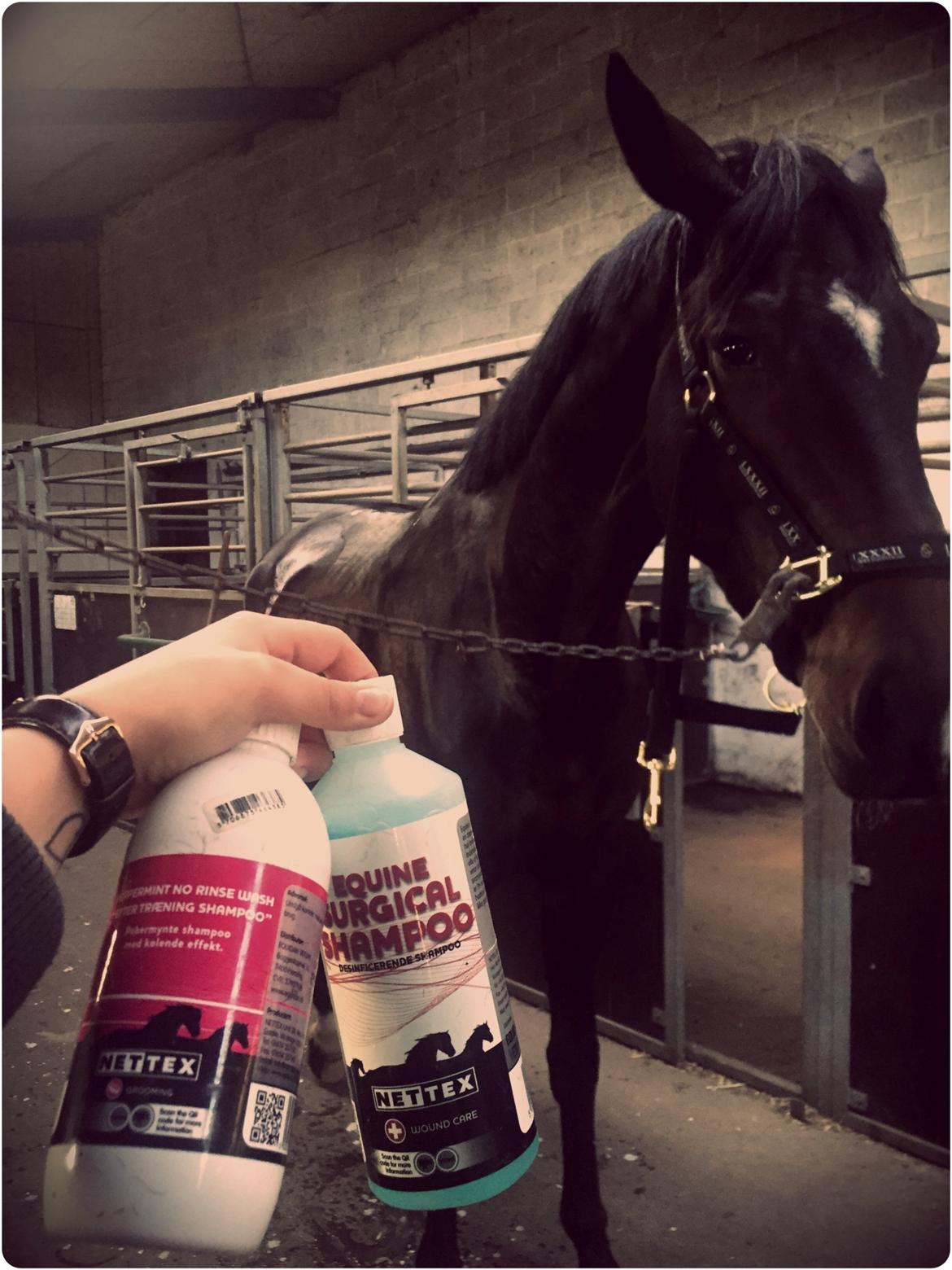 Dansk Varmblod Hexarin grønvang billede 6