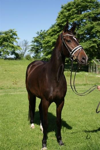 Dansk Varmblod Hexarin grønvang billede 2
