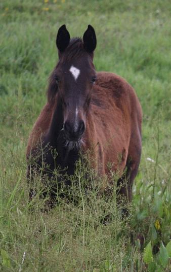 Dansk Varmblod Hexarin grønvang - Hexa som baby  billede 9
