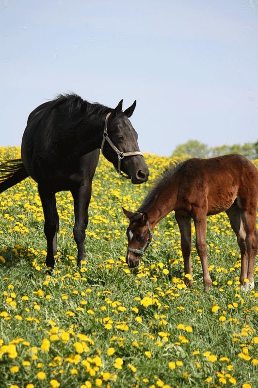 Dansk Varmblod Hexarin grønvang billede 7