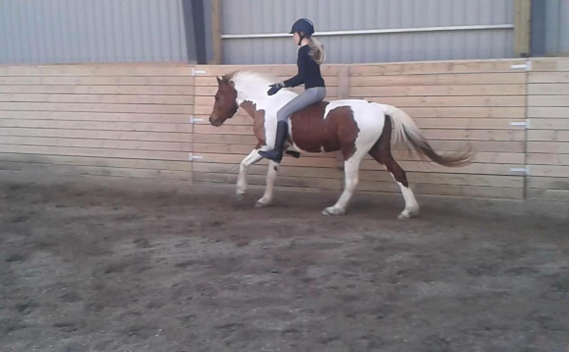 Pinto Blade - Bedste pony! billede 6