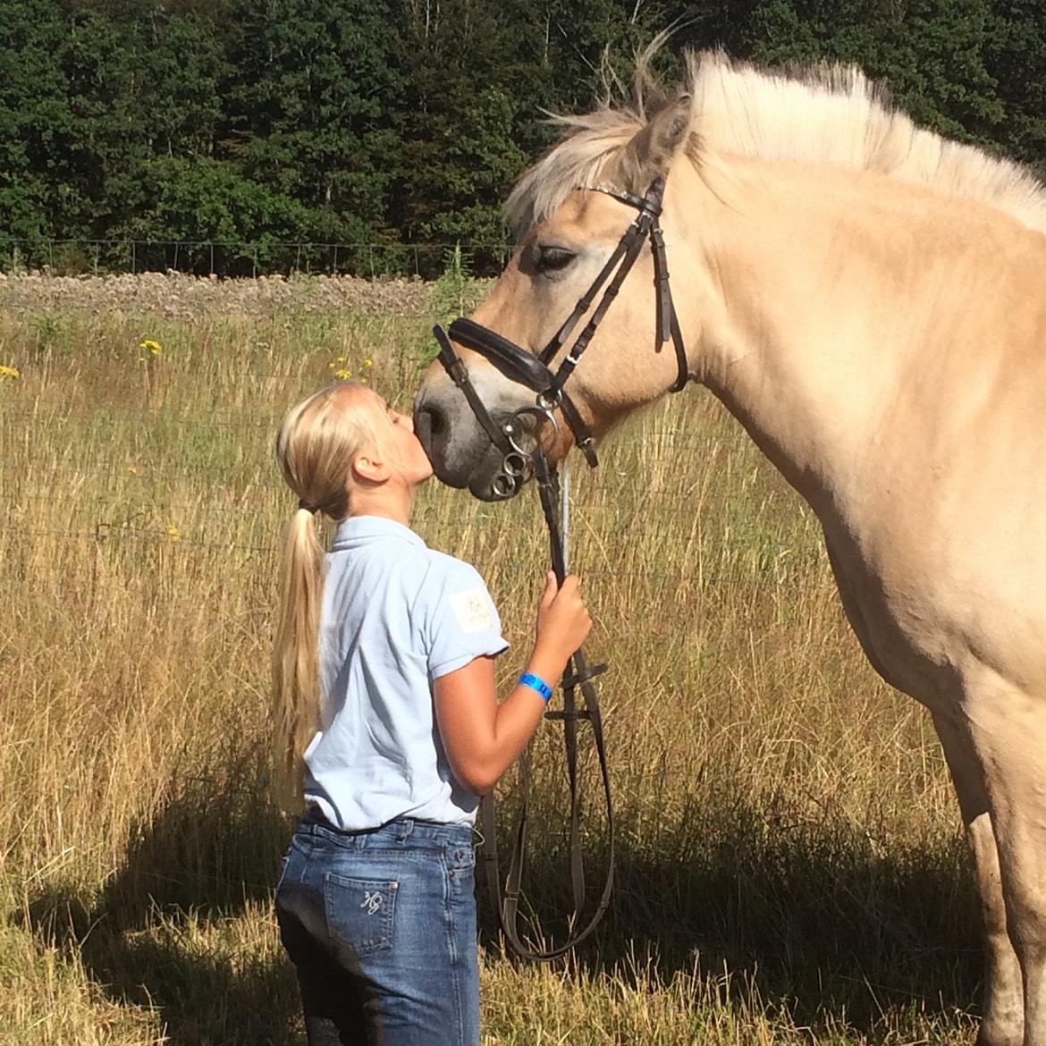 Fjordhest Ronaldo billede 1