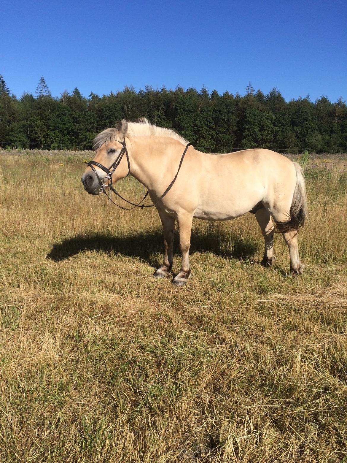 Fjordhest Ronaldo billede 2