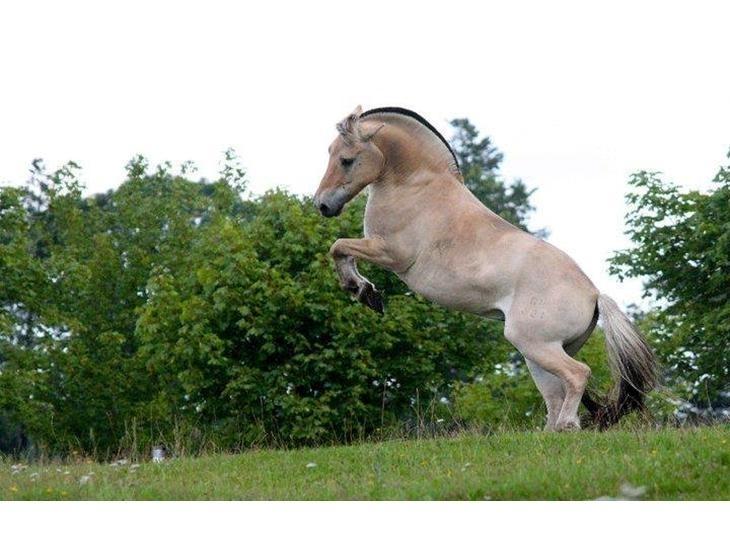 Fjordhest Ronaldo billede 5