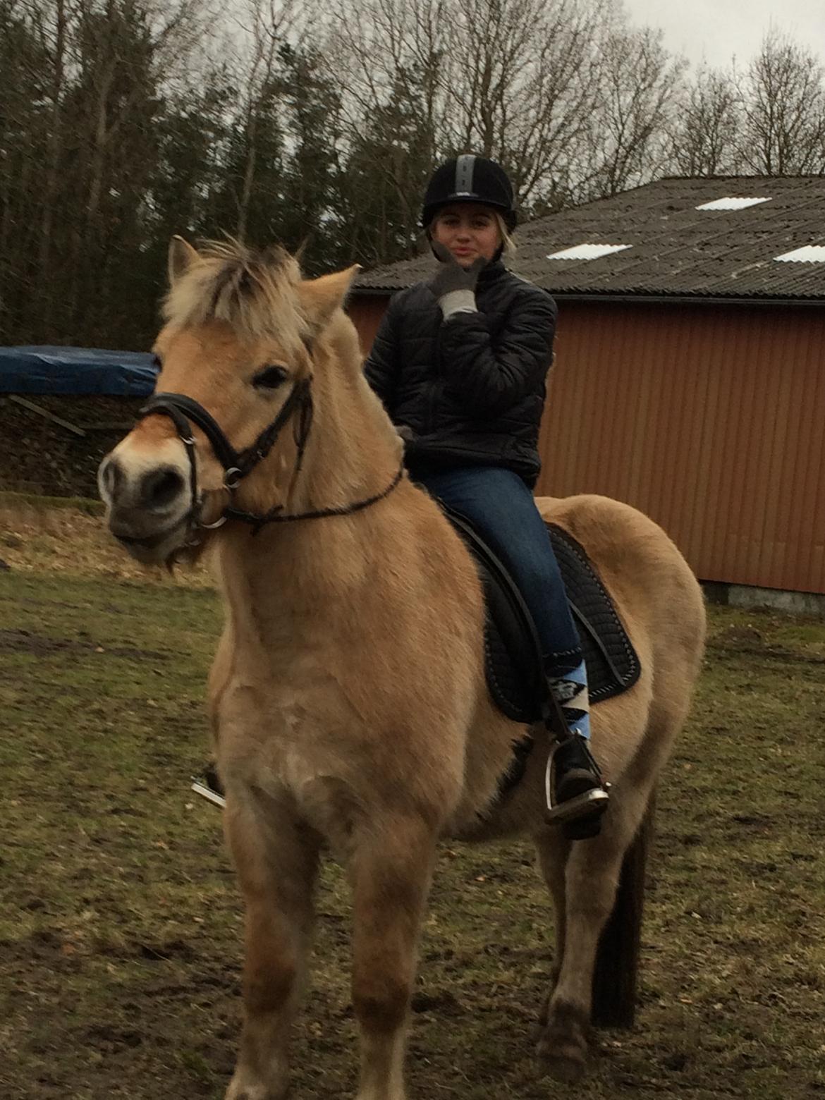 Fjordhest Ronaldo billede 6