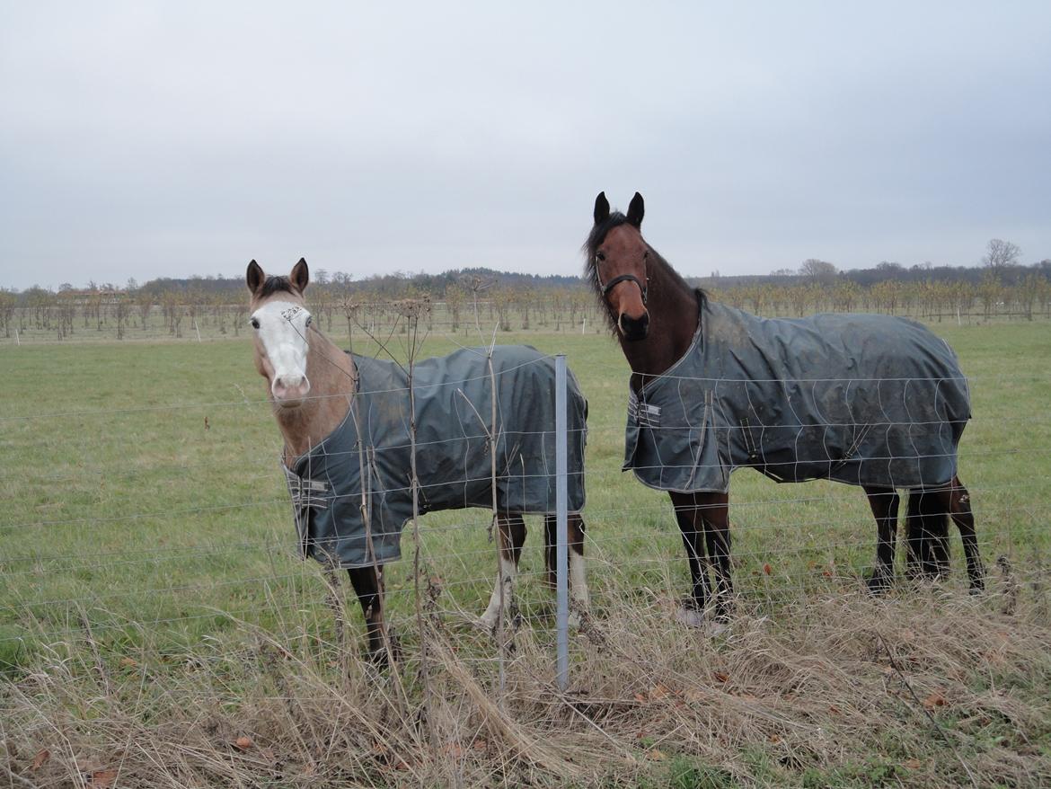 Dansk Varmblod Clair - Gloria og Clair hygger på folden billede 11