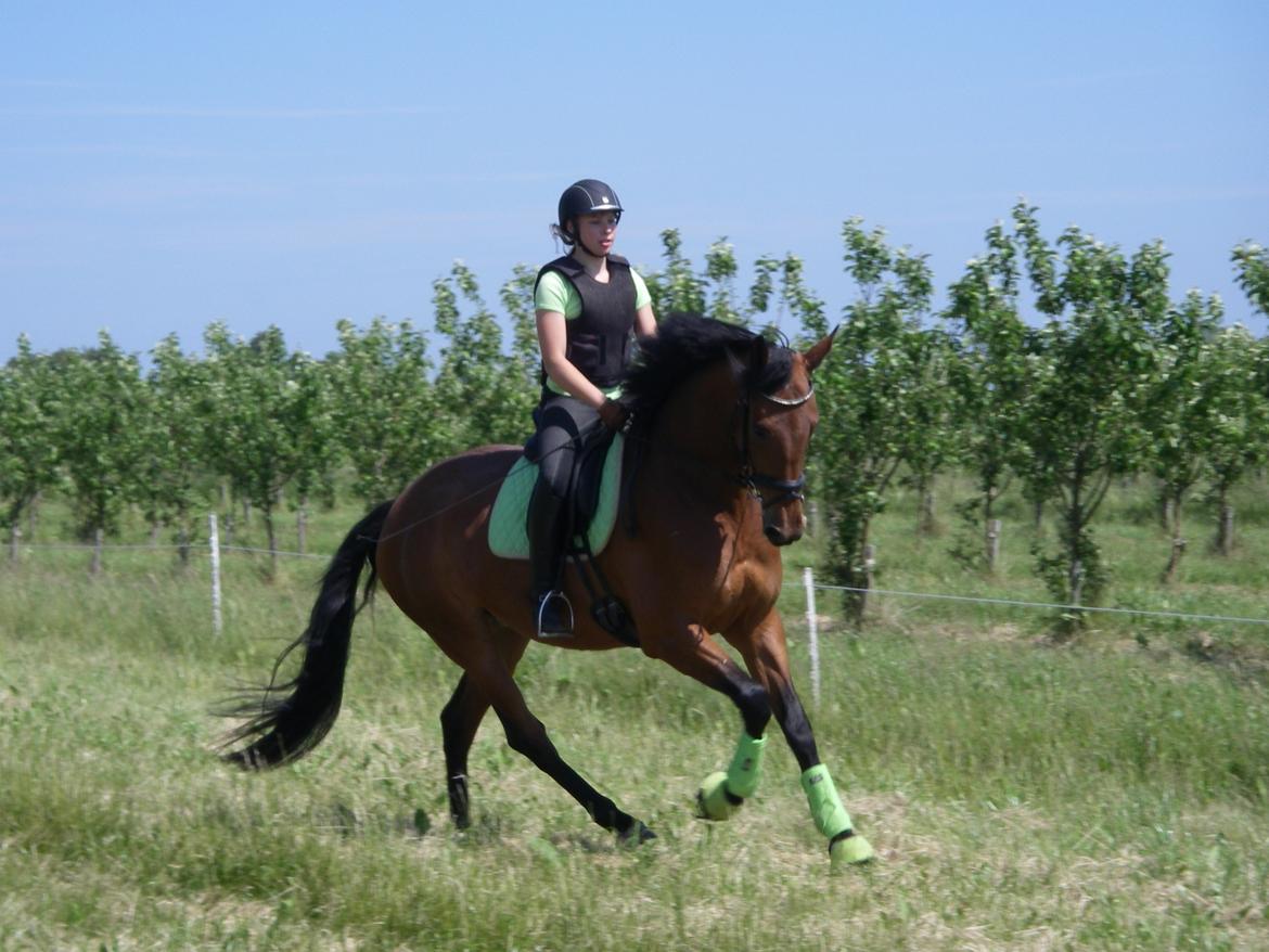 Dansk Varmblod Clair billede 12