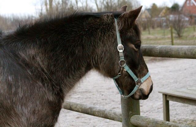 Anden særlig race Lizett billede 17