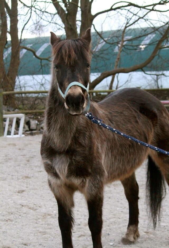 Anden særlig race Lizett billede 16