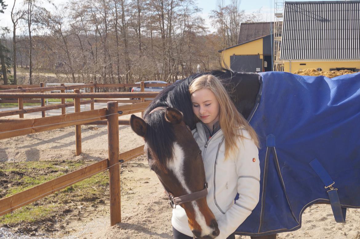 Dansk Varmblod Hellmers Cutie billede 6