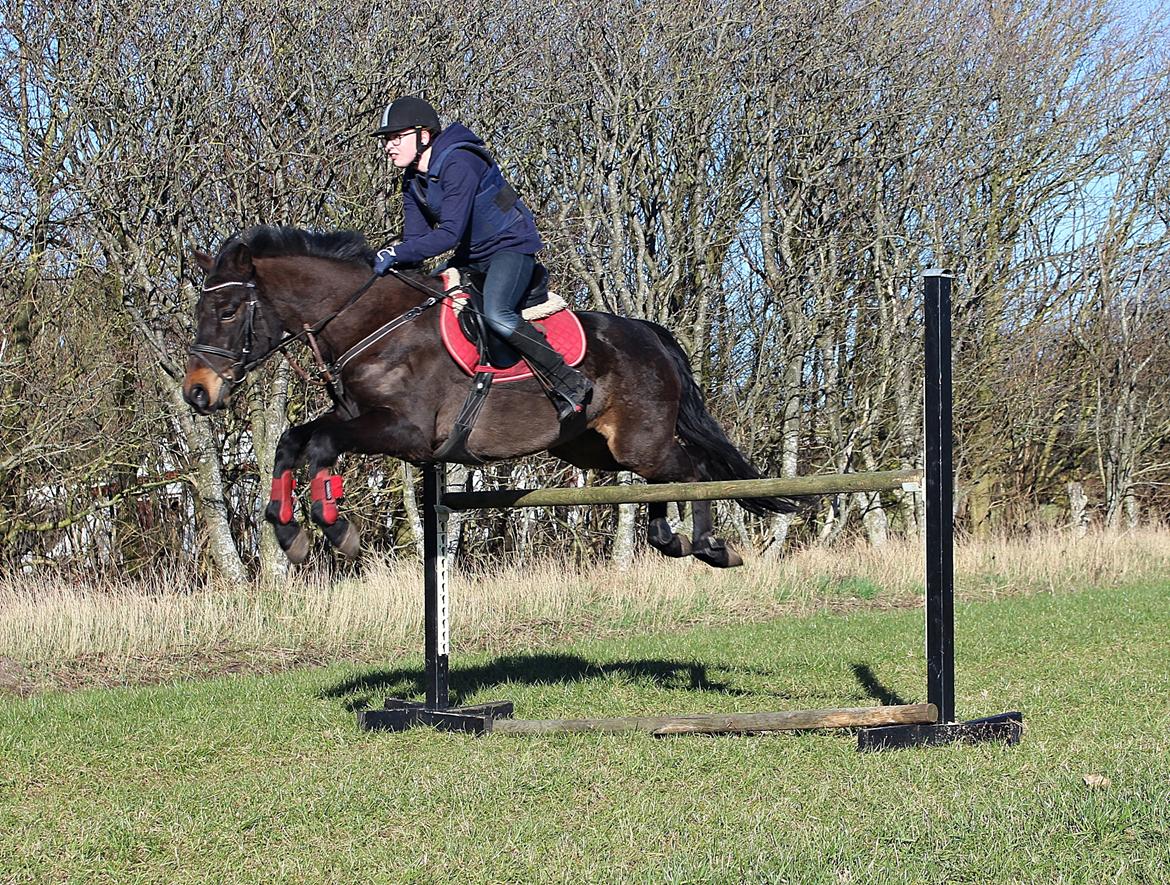 New Forest Skovens Micon  - Marts 2016 | 110!! ♥♥. billede 3