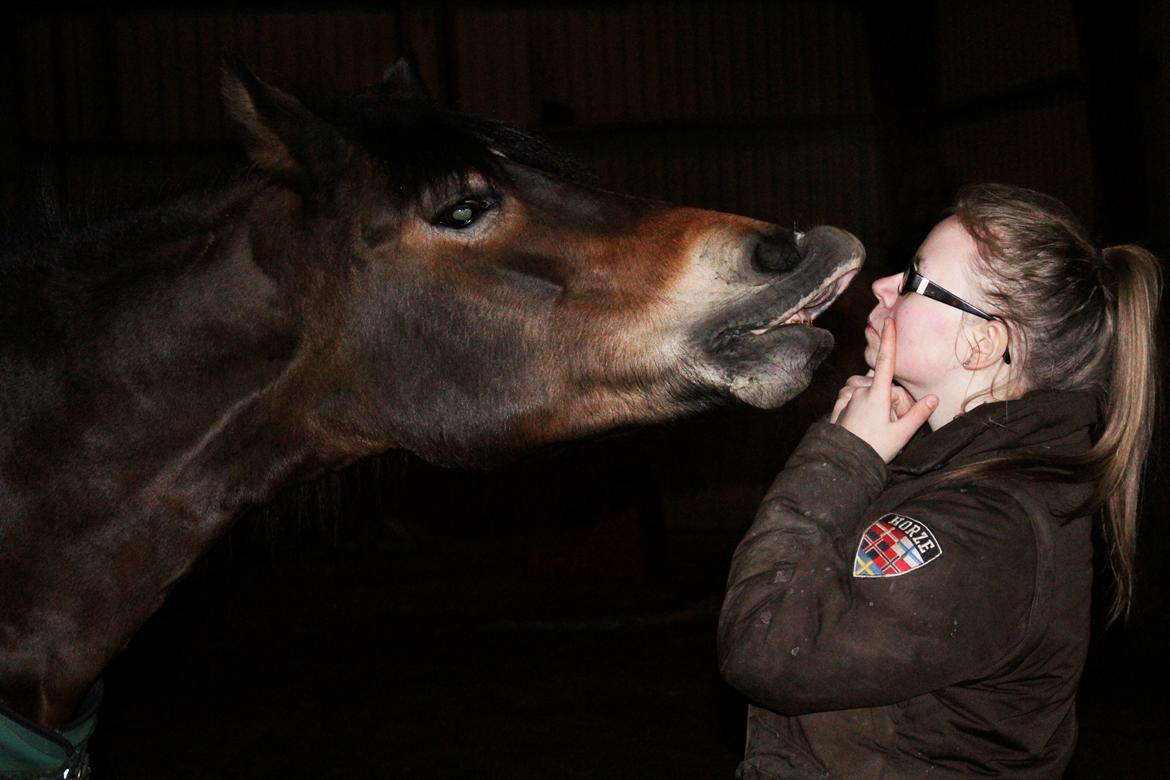 Norsk Døle Bella Bolina (Totten) - 5 Års dag, med min skønne hest billede 2