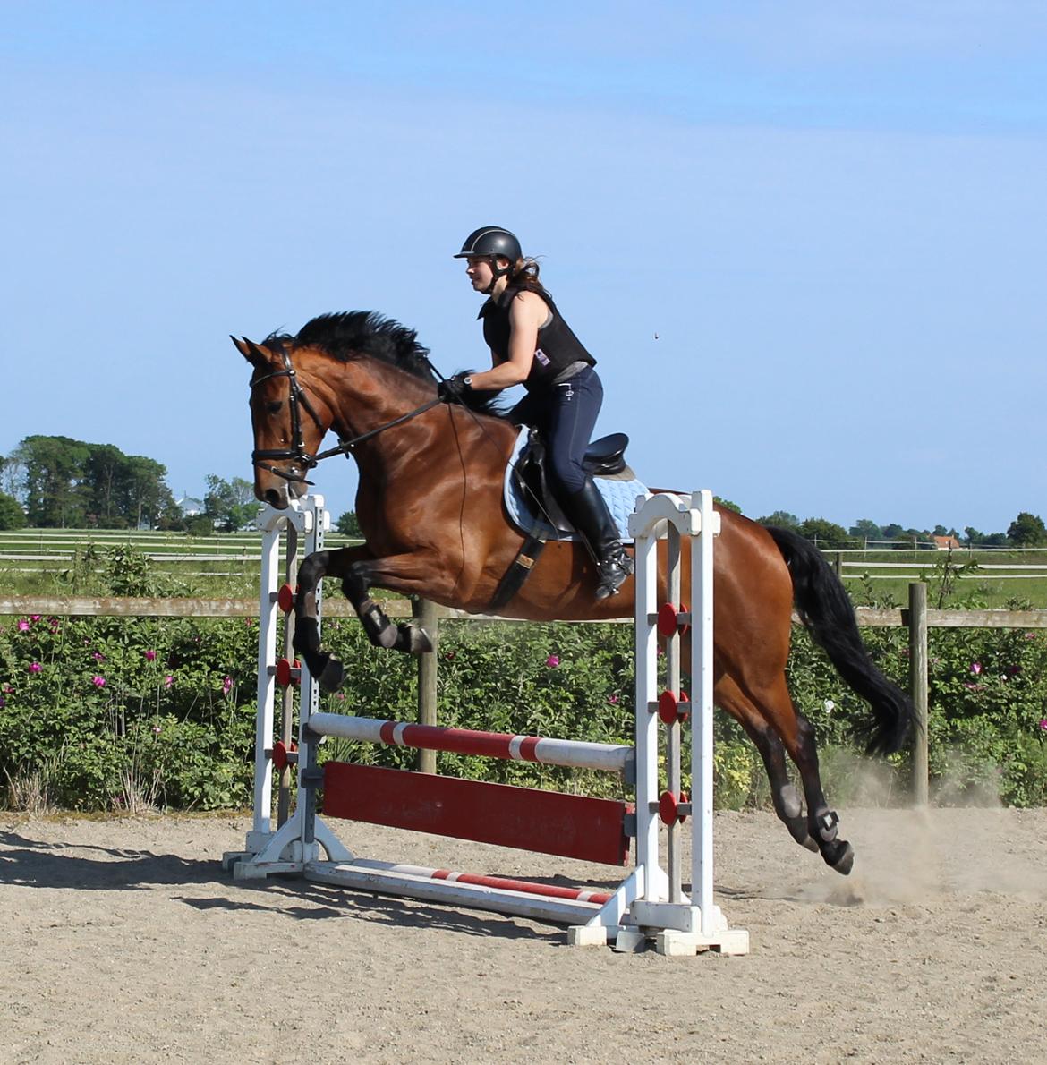 Dansk Varmblod Clair billede 14