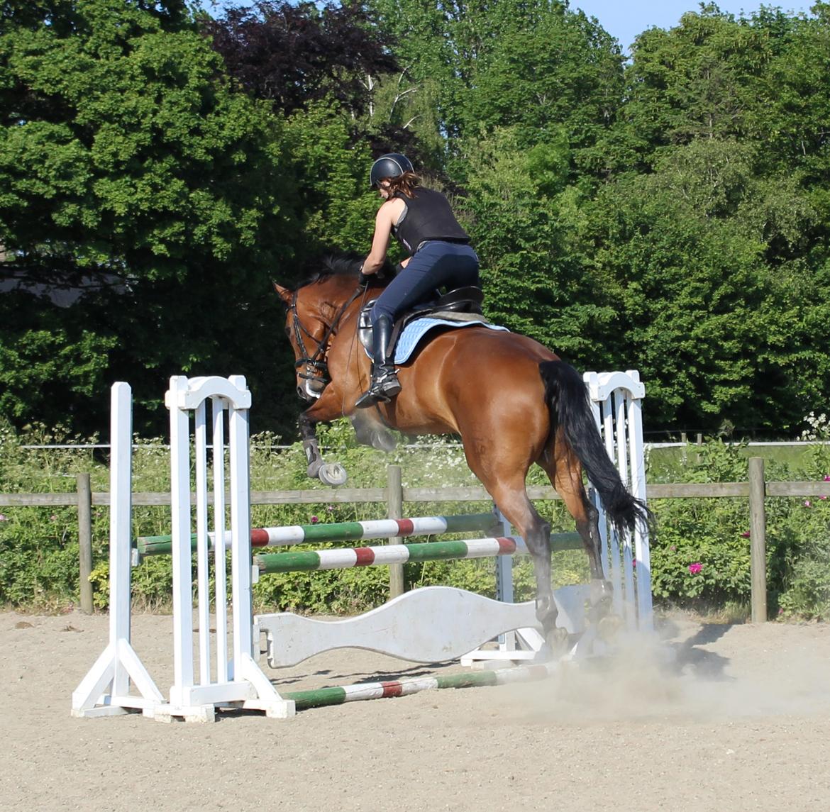 Dansk Varmblod Clair billede 16